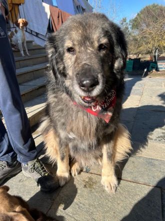 Sparta-Kuscheliger Bär sucht seine Menschen.