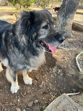 Sparta-Kuscheliger Bär sucht seine Menschen.