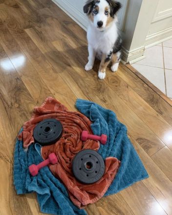 2 Rüden in black tri 1reserviert