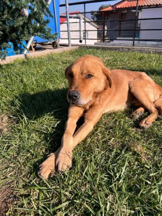 Süßer, menschenfreundlicher Micquel