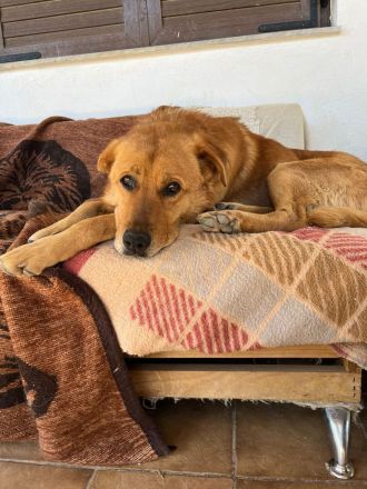 Süßer, menschenfreundlicher Micquel