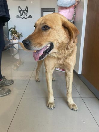 Süßer, menschenfreundlicher Micquel