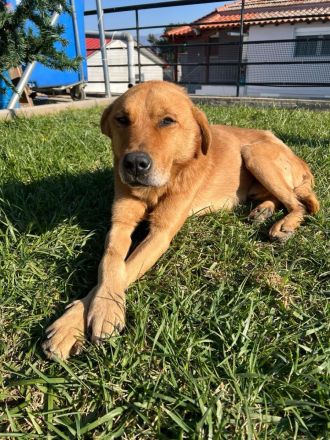 Süßer, menschenfreundlicher Micquel