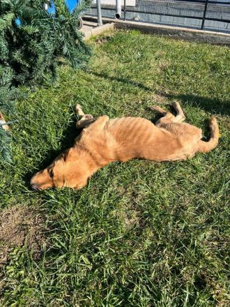 Süßer, menschenfreundlicher Micquel