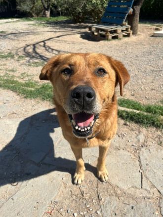 Süßer, menschenfreundlicher Micquel