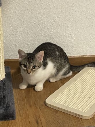 Junge Katze sucht liebevolles zu Hause