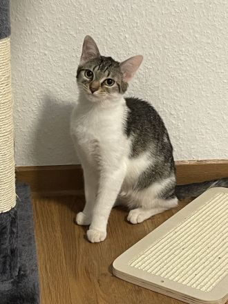 Junge Katze sucht liebevolles zu Hause