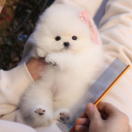 Reinrassige Pommersche Welpen