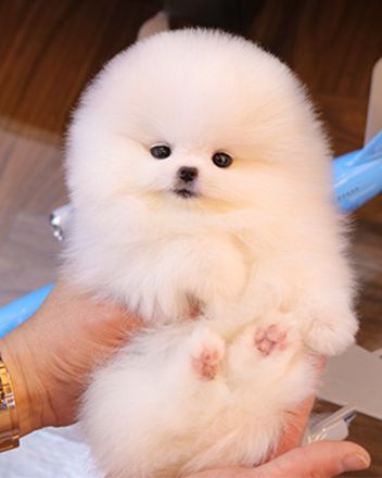 Reinrassige Pommersche Welpen