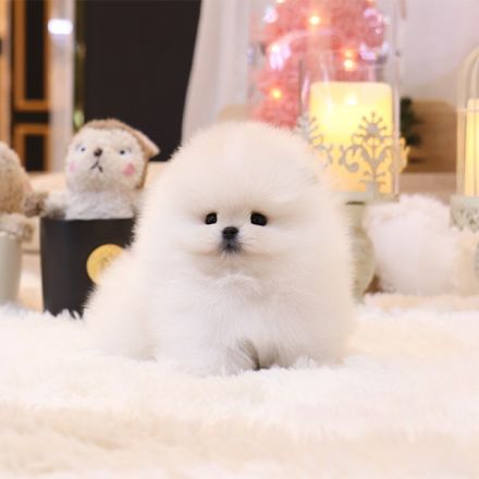 Reinrassige Pommersche Welpen