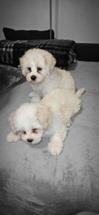 Malteser welpen Junge