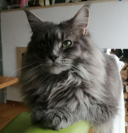 Maine Coon Kitten mit Stammbaum aus alten Linien