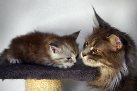 Maine Coon Kitten mit Stammbaum aus alten Linien