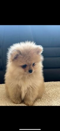 Zwei Baby Pomeranian zur verkaufen!