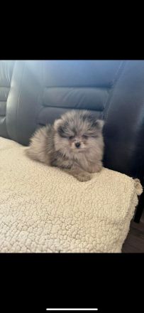 Zwei Baby Pomeranian zur verkaufen!