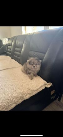 Zwei Baby Pomeranian zur verkaufen!