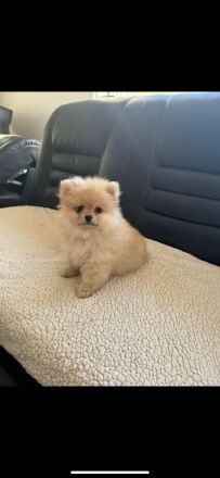 Zwei Baby Pomeranian zur verkaufen!