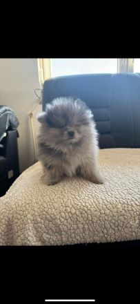 Zwei Baby Pomeranian zur verkaufen!