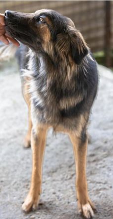 Poc sucht sein Zuhause