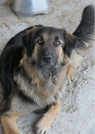 Poc sucht sein Zuhause