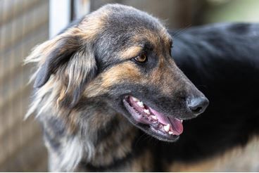 Poc sucht sein Zuhause