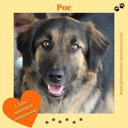 Poc sucht sein Zuhause