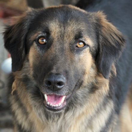 Poc sucht sein Zuhause