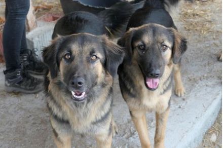 Poc sucht sein Zuhause