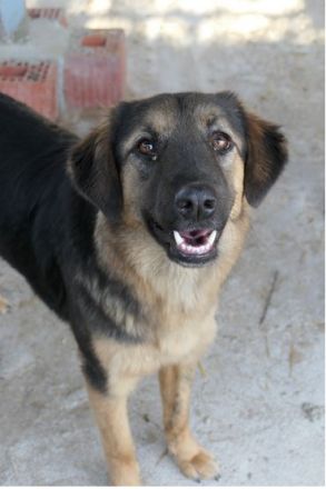 Pic sucht ihr Zuhause