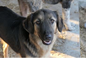 Pic sucht ihr Zuhause