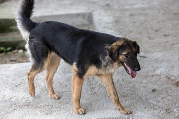 Pic sucht ihr Zuhause