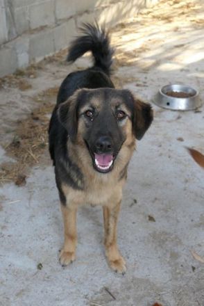 Pic sucht ihr Zuhause