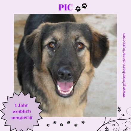 Pic sucht ihr Zuhause