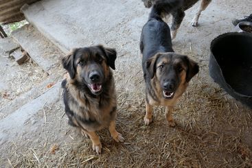 Pic sucht ihr Zuhause