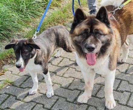 Kleine familiäre Hundepension hat in 2024 noch Buchungstermine frei