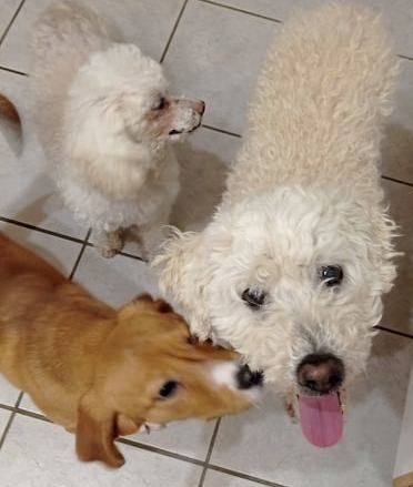 Kleine familiäre Hundepension hat in 2024 noch Buchungstermine frei