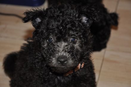 Pumi puppies