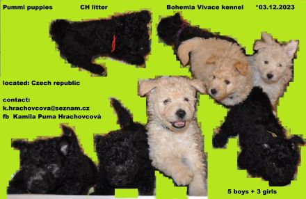 Pumi puppies