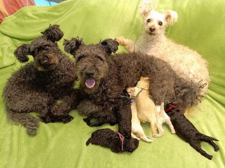 Pumi puppies