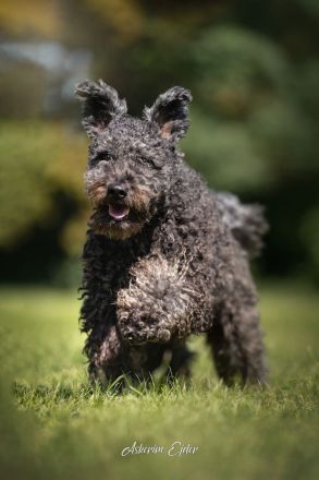 Pumi puppies