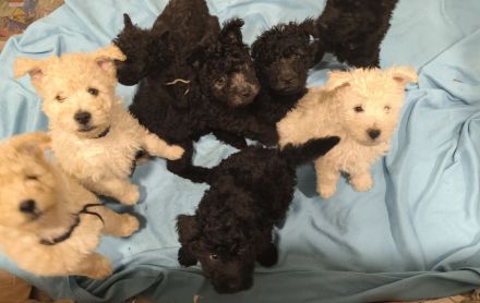 Pumi puppies