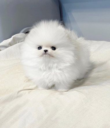 Schöner Pomeranian Welpe