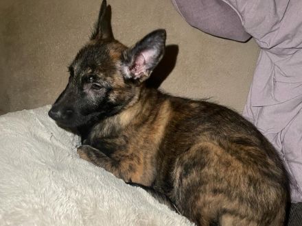 Belgisch Holländische Schäferhundwelpen