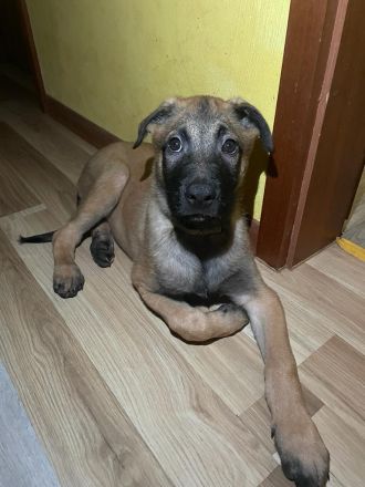 Belgisch Holländische Schäferhundwelpen