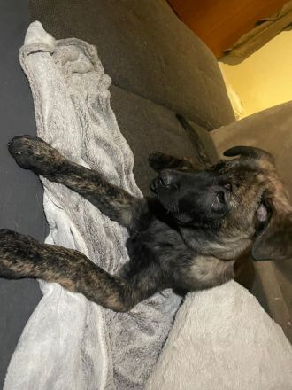 Belgisch Holländische Schäferhundwelpen