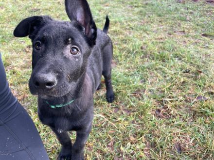 Belgisch Holländische Schäferhundwelpen