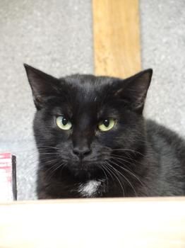 Felipe, Barik und Izen