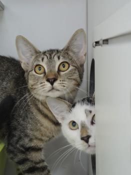 Felipe, Barik und Izen