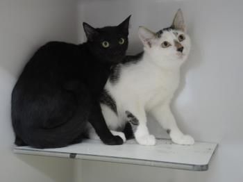 Felipe, Barik und Izen