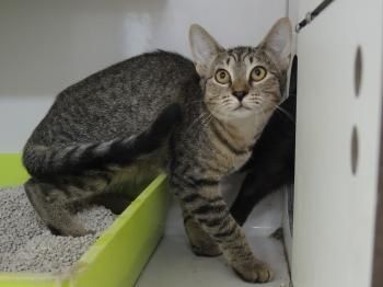 Felipe, Barik und Izen